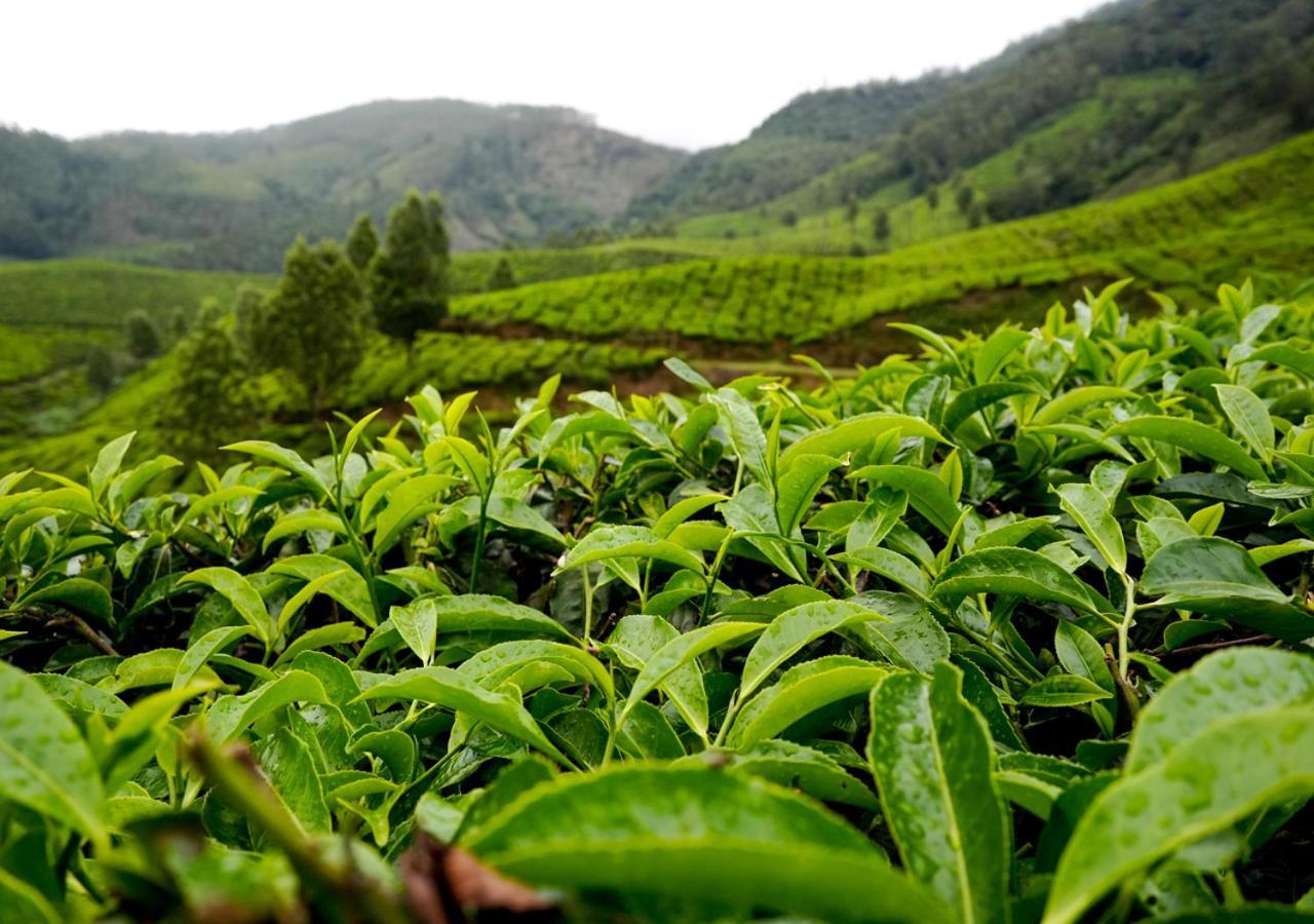 Arivikad Tea Bungalow Munnar By Voye Homes Suryanelli Eksteriør billede
